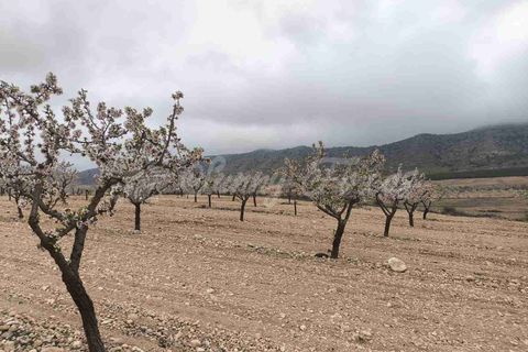 Helårsgrund i Yecla, Murcia, Yecla - € 45.000 | Ref: SF0565 - foto 11